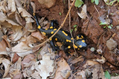 Salamandra salamandra